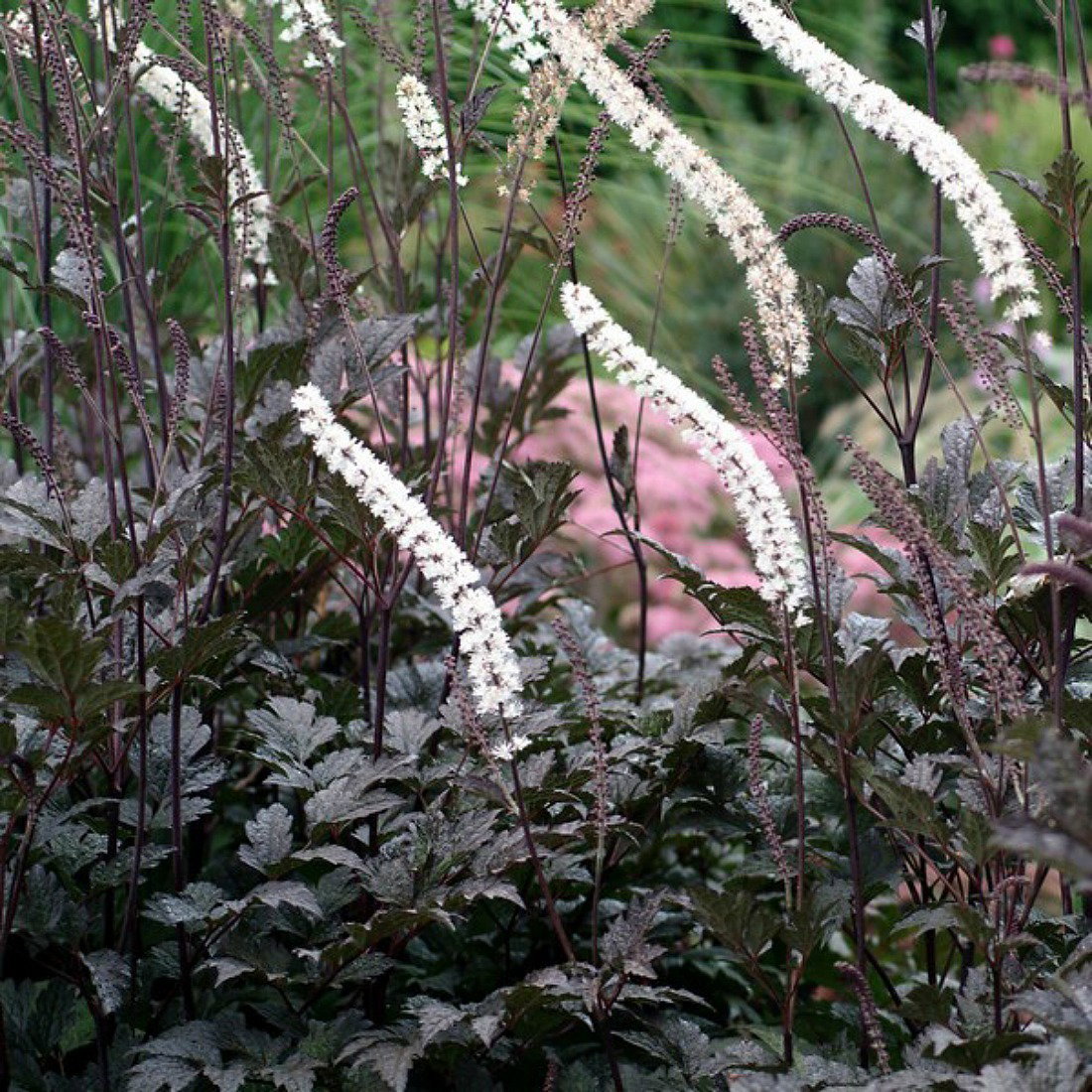 Actaea Simplex