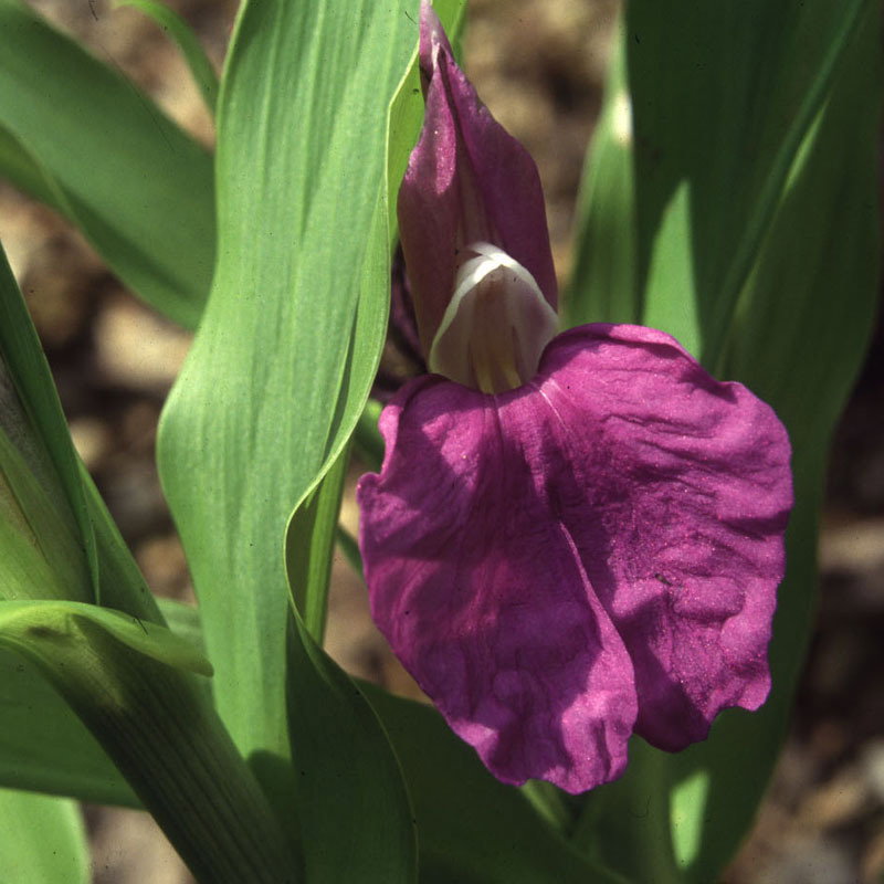 Roscoea Procera