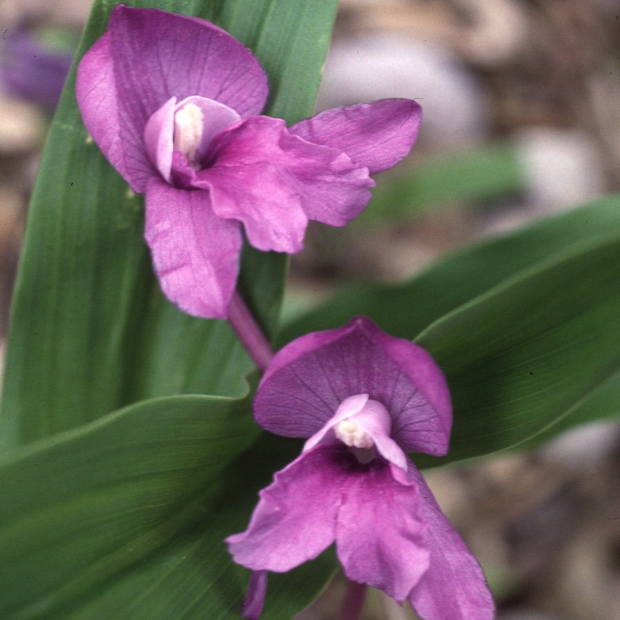 Roscoea Purpurea