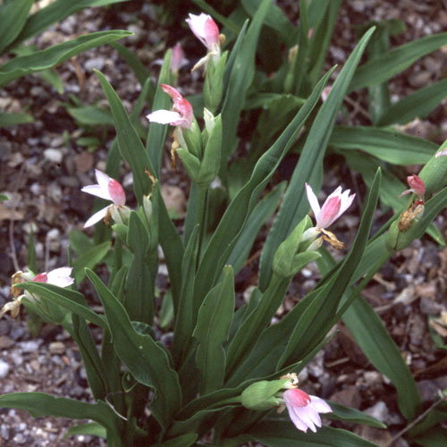 Roscoea Scillifolia