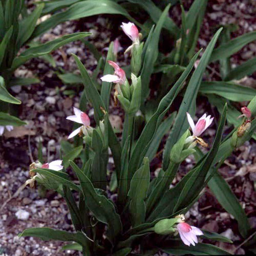 Roscoea Mix