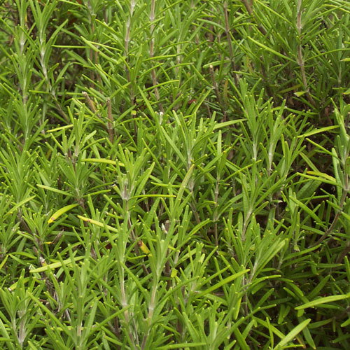 Rosemary