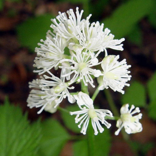 Actaea Spicata Berry