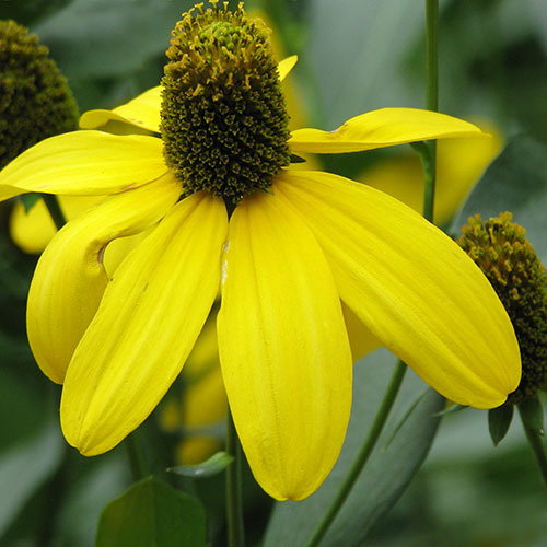 Green Headed Coneflower