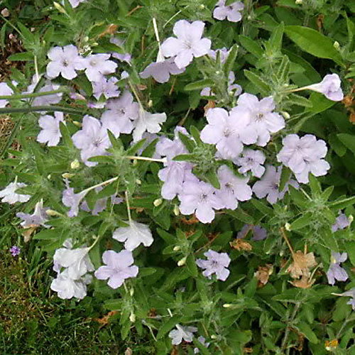 Ruellia Ciliata