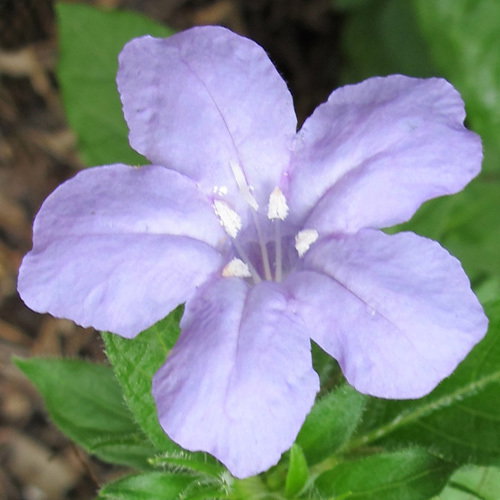 Ruellia Humilis