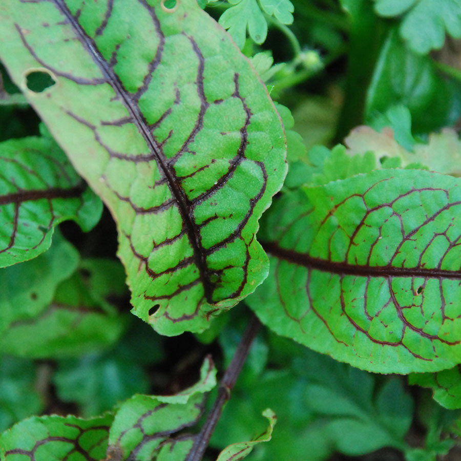 Rumex Sanguineus