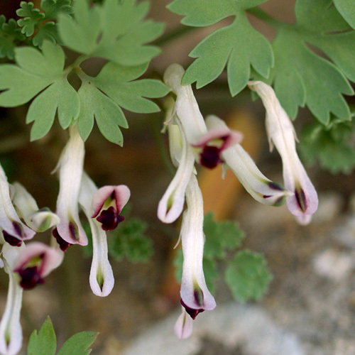 Rupicapnos Africana