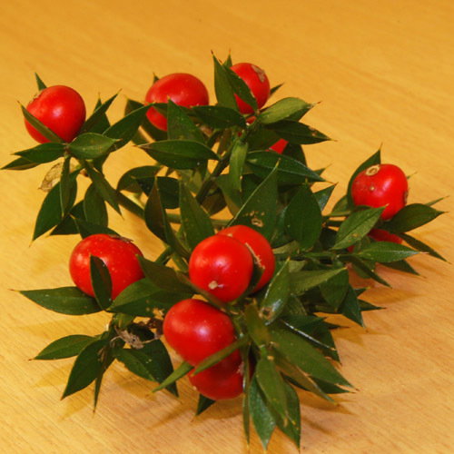 Ruscus Aculeatus
