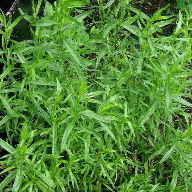 Russian Tarragon