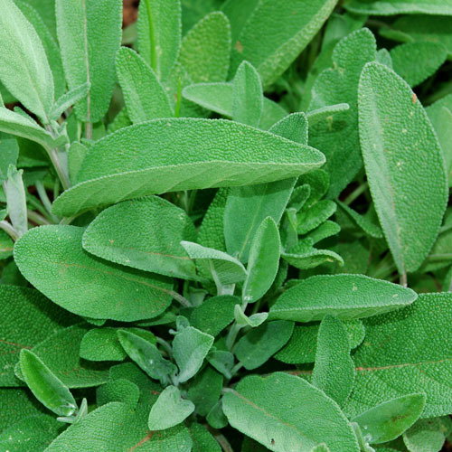 Sage
