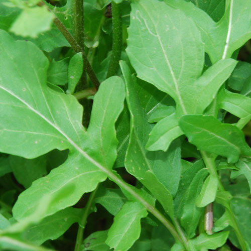 Salad Rocket