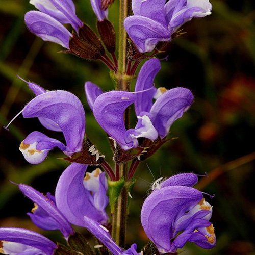 Salvia Barrelieri