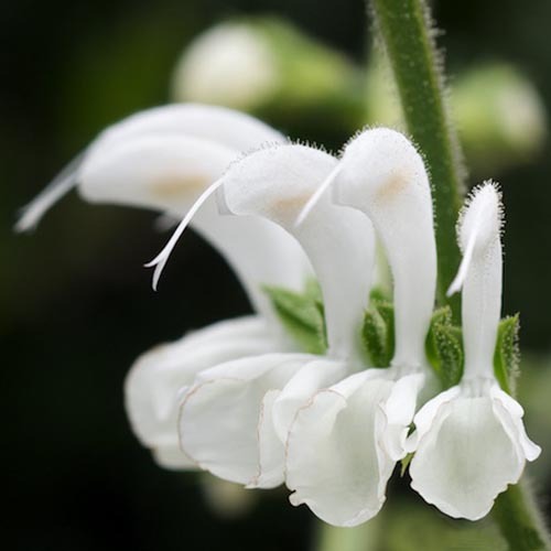 Salvia Candissima1