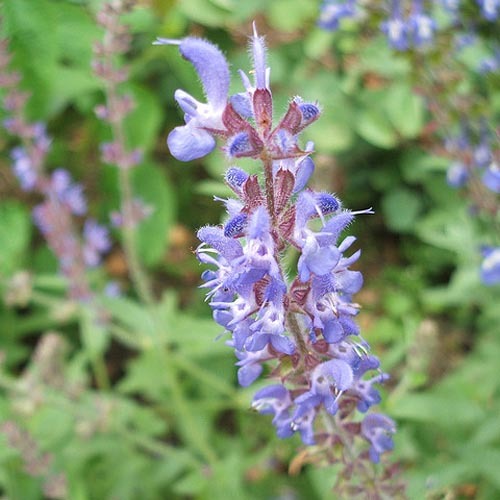 Salvia Deserta