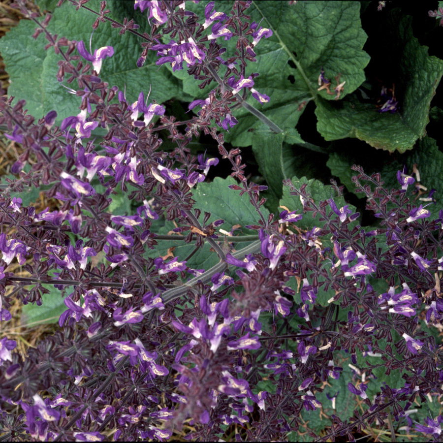 500 Salvia Forskaohlei
