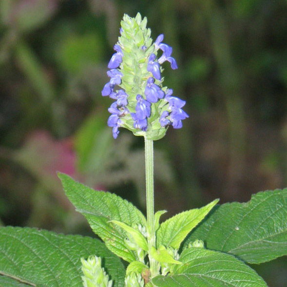 Salvia Hispanica