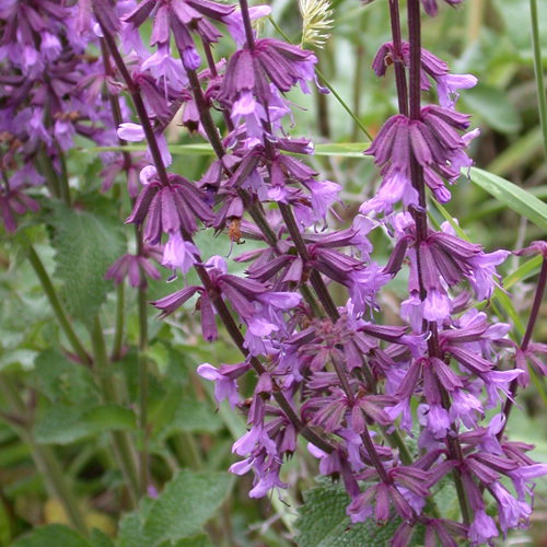 Salvia Judaica
