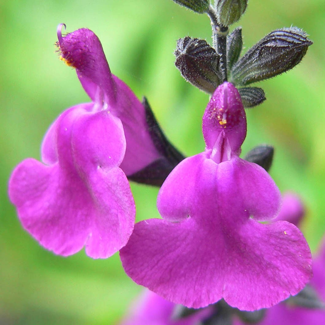 Salvia Muelleri