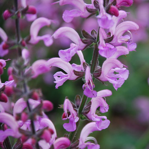 Salvia Pratensis Rose Rhapsody