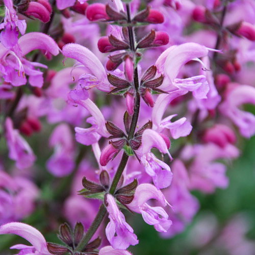 Salvia Pratensis Rose Rhapsody