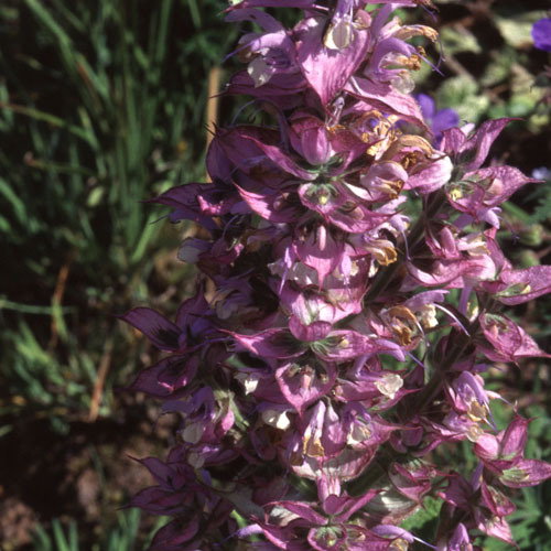Salvia Turkestanica