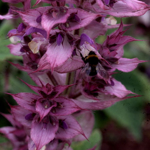 Salvia Turk