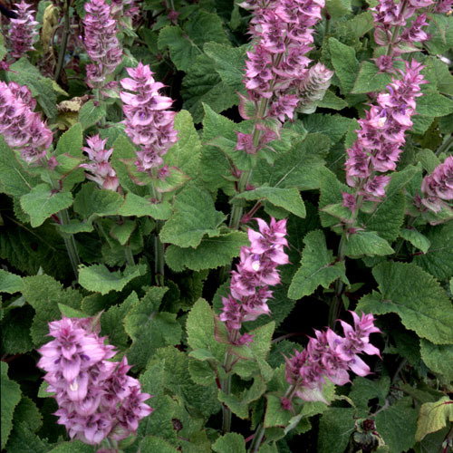 Salvia Turkestanica