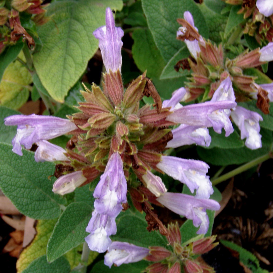 Salvia Tomentosa Flower