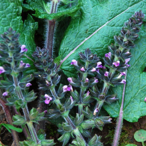 Salvia Moorcroftiana