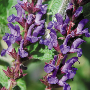 Salvia Virgata