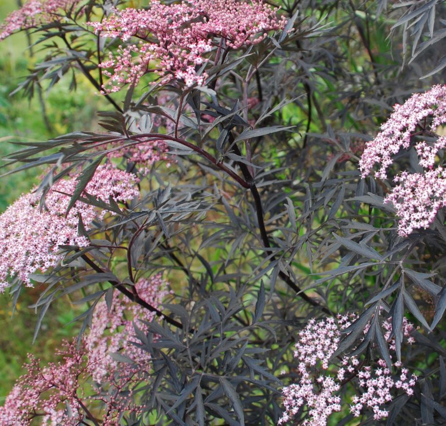 Sambucus Black Frills