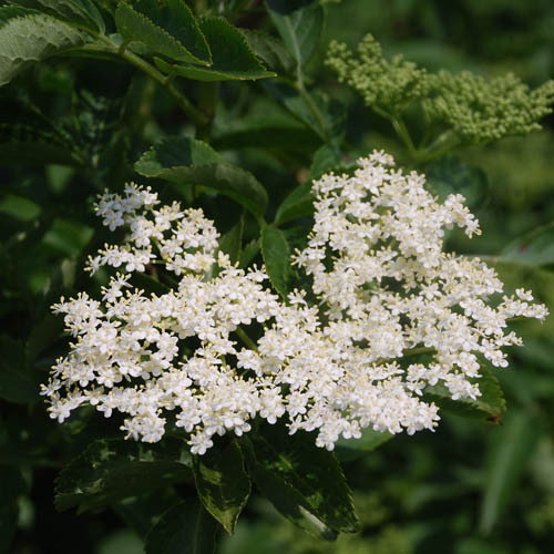 Sambucus Niger