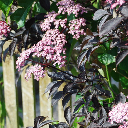 Sambucus Elder Dark Leaf Form