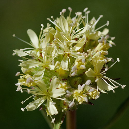 Saponaria Bellidifolia