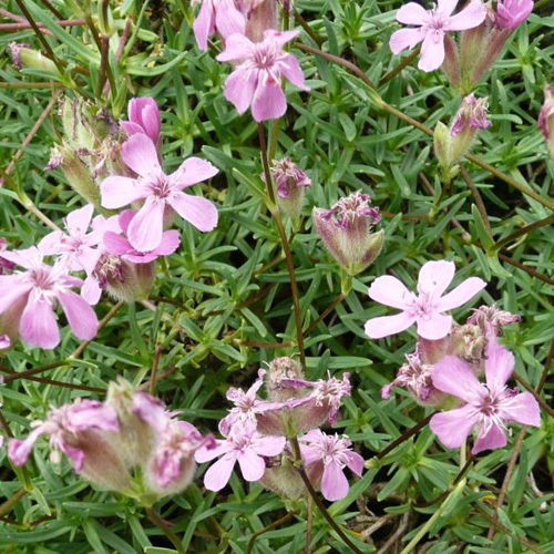 Saponaria Caespitosa