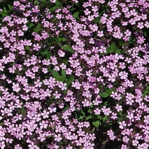 Saponaria Ocymoides
