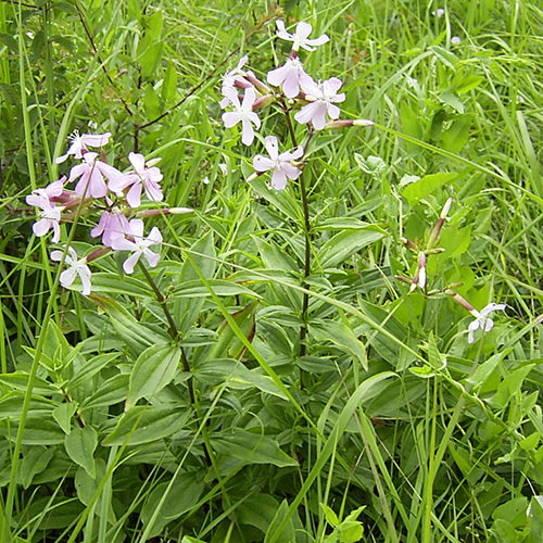 Saponaria Officinalis