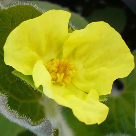 Saruma Henryi
