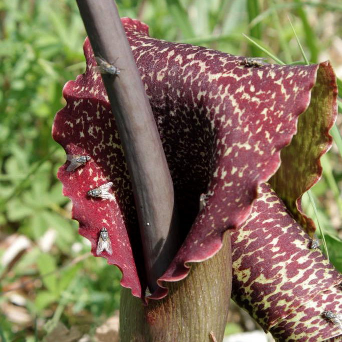 Sauromatum Venosum1