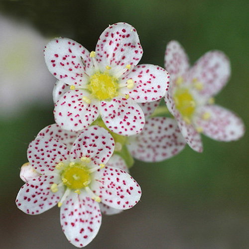 Spotty