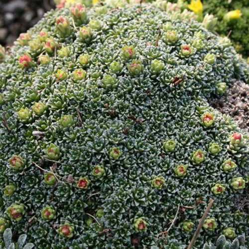 Saxifraga Cochlearis
