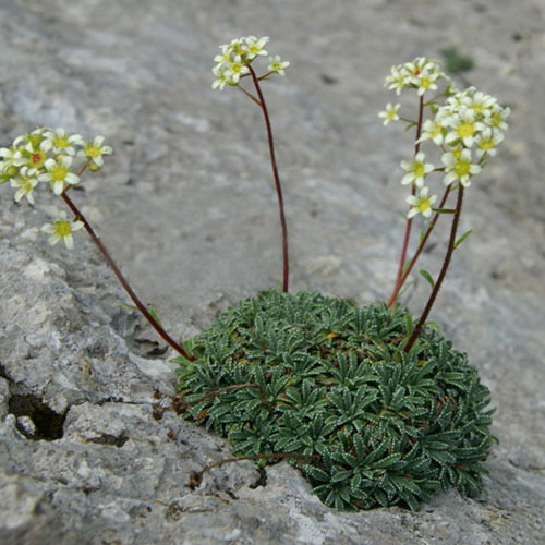 Saxifrcrstata1