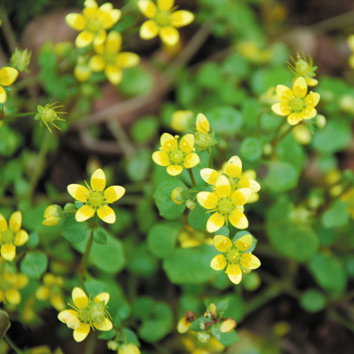 Saxifraga Cymbalaria