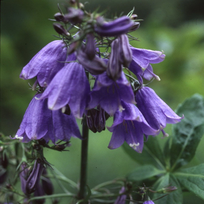 Adenophora Tashiroi