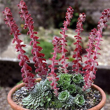 Saxifraga Fed Aug Ssp Grisebachii