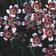 Saxifraga Longifolia Hybrids