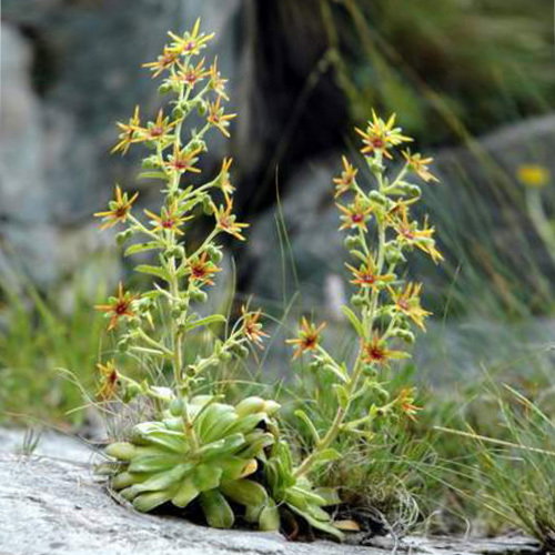 Saxifraga Mutata