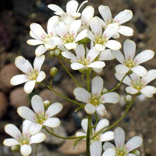 Saxifraga Paniculata Minutifolia