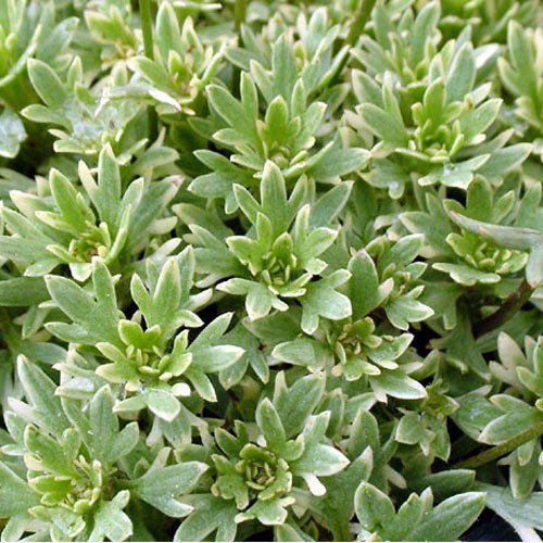 Saxifraga Cushion
